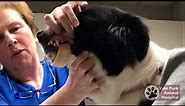 How To | Remove a Beef Bone Stuck On Your Dog's Jaw