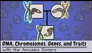 DNA, Chromosomes, Genes, and Traits: An Intro to Heredity