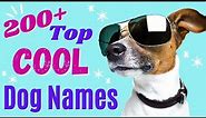 Top 200+ COOL Dog Names – Awesome Dog Name Ideas