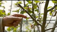 The IMPORTANCE of Summer Pruning an Apple Tree - Part 2 of 2
