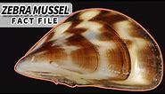 Zebra Mussel facts: more than an INVASIVE species | Animal Fact Files
