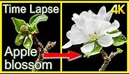 Apple flowers blooming Time Lapse