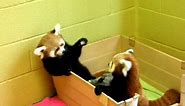 Red panda babies being adorable