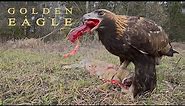 Birds of prey. Golden eagle