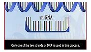 Transcription is the process of making an RNA copy of a gene’s DNA sequence. This copy, called messenger RNA (mRNA), carries the gene’s protein information encoded in DNA. Watch how transcription occurs in our body. To learn with Home Revise Home Tutor, Call 91 8010 963 963 . . . #genetics #genes #heredity #chromosomes #genomics #dna #rna #mrna #transcription #sciencereels #sciencevideos #studyreels #biologynotes #biology #science #schoolnotes #studynotes #notes #examnotes #cbse #icse #sscexam #