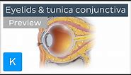 Eyelids and tunica conjunctiva (preview) - Human Anatomy | Kenhub