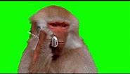 Monkey Making a Phone Call Green Screen