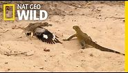 Bird vs. Lizard | Real Angry Birds