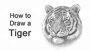 How to Draw a Tiger (Head Detail)