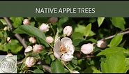 The Mystery Around Native Apple Trees in North America
