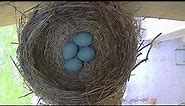 Robin Bird Eggs in Nest Hatching to Fledging Time Lapse