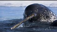 Narwhal - The Unicorn Of The Sea / Documentary