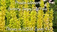 PROVEN WINNERS 2 Gal. Sunjoy Gold Pillar Barberry Shrub with Vivid Gold Foliage 14764
