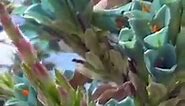 Desert Garden: Puya alpestris