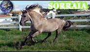 TOP Beautiful Sorraia Horse in the World!