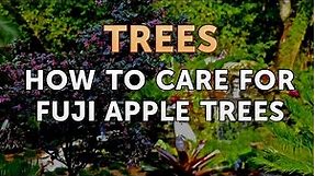 How to Care for Fuji Apple Trees