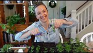 Propagating Snapdragons from Cuttings // Pinching Snapdragons for Free Plants // Northlawn