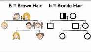 What are Pedigree Charts