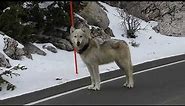 Yellowstone National Park Epic Wolf Encounter