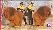 Tibetan mastiff | world's biggest dog breed tibetan mastiff weight male 100–160 lbs