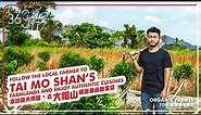 Tai Mo Shan｜Exploring Hong Kong’s farmland and authentic cuisine大帽山｜有機農夫帶路發掘農業無限可能：香港也有山水茶與農家菜