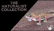 The Naturalist Collection - Namib Web-Footed Gecko