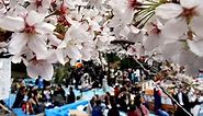 Here’s what it’s like to go to a cherry blossom festival in Japan