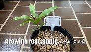 Growing Rose Apple from Seed