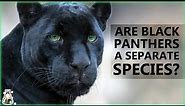 Are Black Panthers Really A Separate Species?