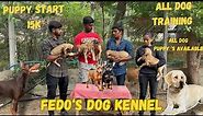 Miniature doberman pincher great dane puppy sale|fedo's kennelldog kenneltamillpuppy available |pets