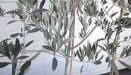 Kalamata Olive Trees in 15 gallon and 5 gallon sizes
