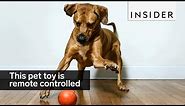 This remote control ball lets you play with your pet from anywhere