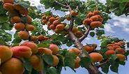 How to Plant and Grow an Apricot Tree