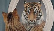 Kitten Sees Tiger/Lion in Mirror: Finding Inner Power and Identity!