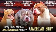 How Much Does An American Bully? Cost Expenses Explained
