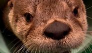 Watch this adorable baby otter live her best life after being orphaned at a month old