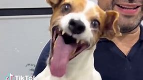 Laughing Dog Meme Template #dog #laughingdogmeme | dog laughing meme