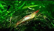 New Nano Shrimp Species! - The "Short" Nose Shrimp, Babaulti, Nebula, Malawa & Algea Eaters