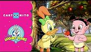 Baby Looney Tunes | Picking Apples From the Tree | Cartoonito