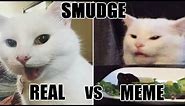 Woman Yelling At Confused Cat Explained "Smudge the cat"