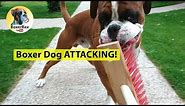 Mad Boxer Dog ATTACKING!!! 😂