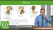 Ilium: Body & Bony Landmarks – Anatomy | Lecturio