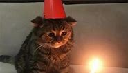 Happy Birthday :) #cats #fy #fyp #funny #birthday | Happy Birthday Meme