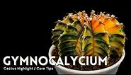Gymnocalycium Cactus Care and Collection Tour