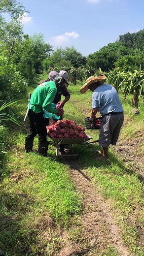 Dragon fruit harvest #dragonfruitpicking #dragonfruitharvest #royalreddragonfruit #morrocanreddragonfruit | Victoria Farm