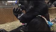 First-Time Gorilla Mom Can't Stop Showering Newborn With Kisses