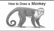 How to Draw a Monkey (Capuchin)