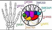 Learn The Bones of the Hand & Wrist In 2 Minutes (With Fractures)