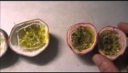 Two passionfruit varieties. How to grow and harvest.