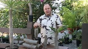 How to cut your Pachypodium- Madagascar Palm Tree